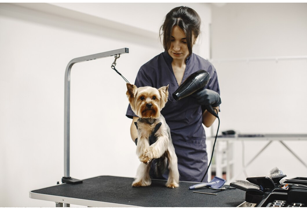 Pet Trainer and Groomer